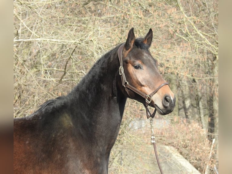 Westphalien Hongre 5 Ans 170 cm Bai in Verl