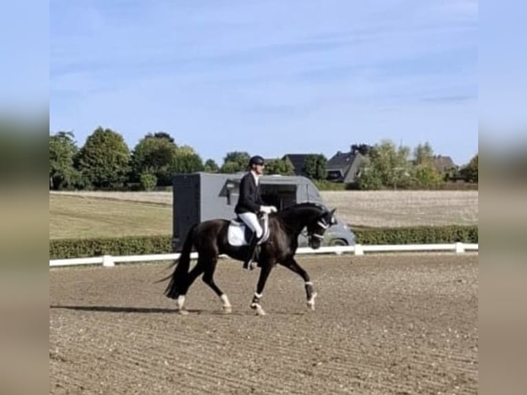 Westphalien Hongre 5 Ans 170 cm Noir in Eschweiler