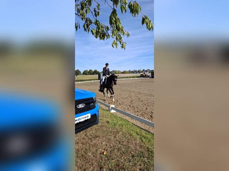 Westphalien Hongre 5 Ans 170 cm Noir in Eschweiler