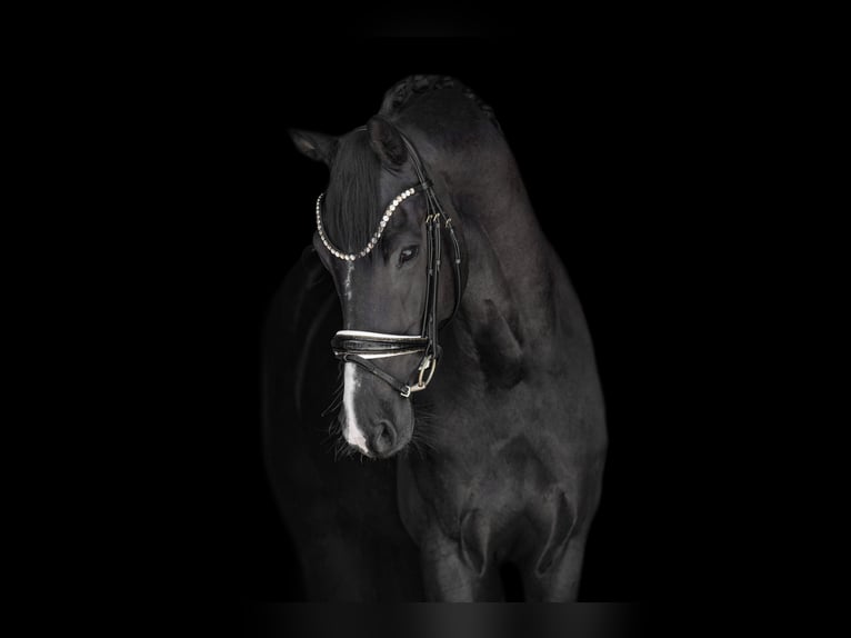 Westphalien Hongre 5 Ans 171 cm Noir in Wehringen