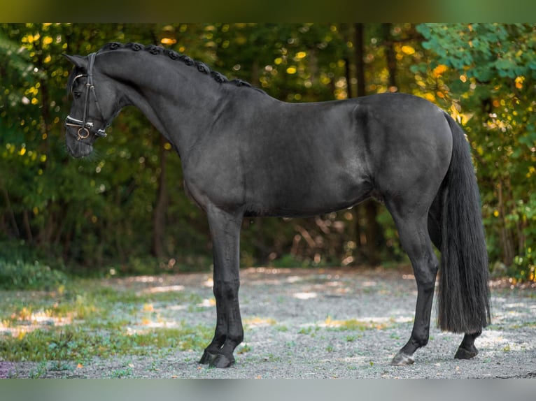 Westphalien Hongre 5 Ans 171 cm Noir in Wehringen