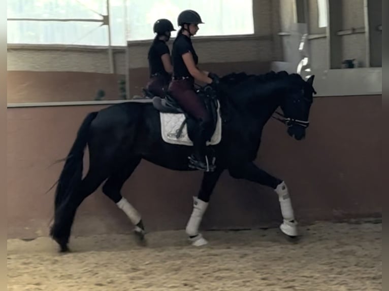 Westphalien Hongre 5 Ans 171 cm Noir in Wehringen