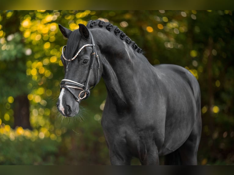 Westphalien Hongre 5 Ans 171 cm Noir in Wehringen