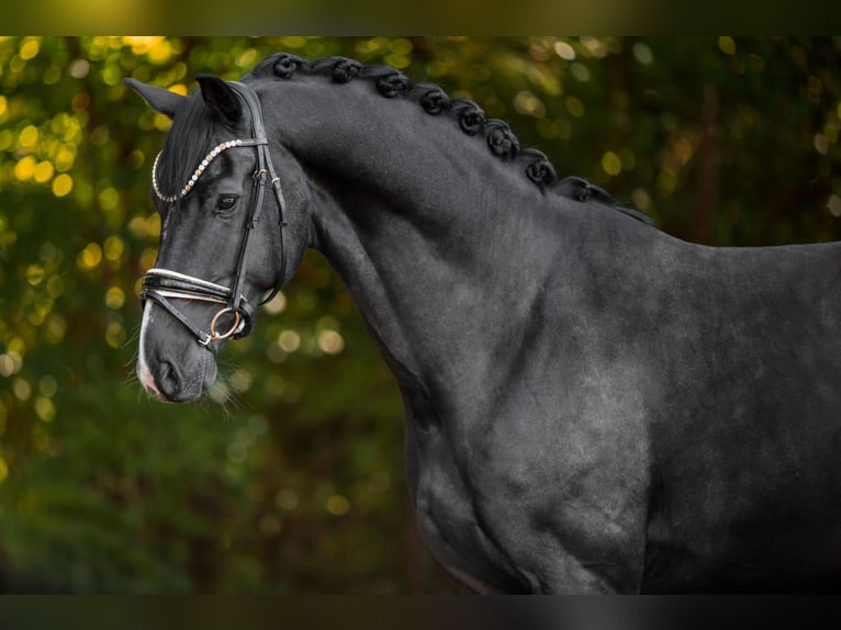 Westphalien Hongre 5 Ans 171 cm Noir in Wehringen