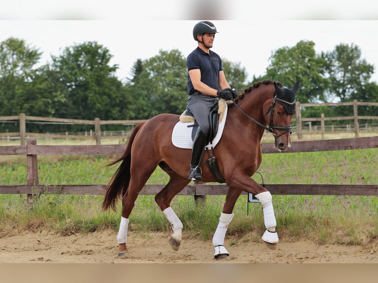 Westphalien Hongre 5 Ans 172 cm Alezan brûlé in Greven