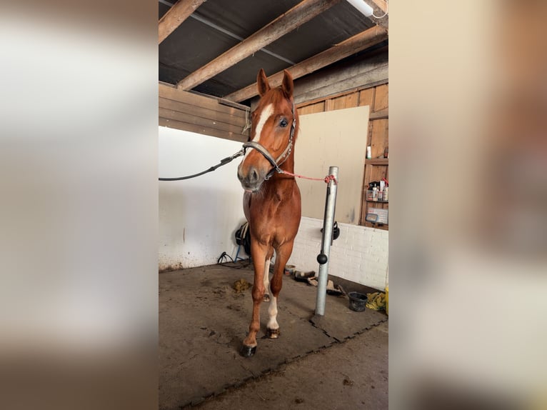 Westphalien Hongre 5 Ans 172 cm Alezan in Sundern