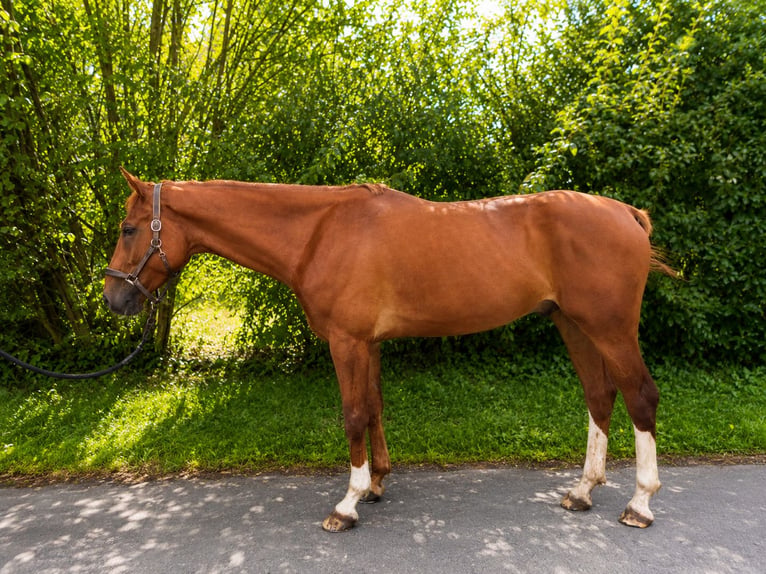 Westphalien Hongre 5 Ans 172 cm Alezan in Sundern