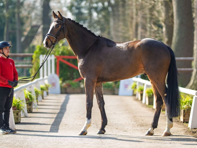 Westphalien Hongre 5 Ans 172 cm Bai in Münster-Handorf