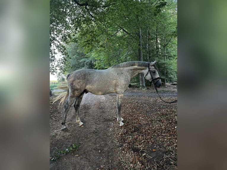Westphalien Hongre 5 Ans 172 cm Gris in Bomlitz