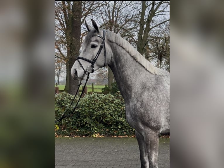 Westphalien Hongre 5 Ans 172 cm Gris pommelé in Hörstel