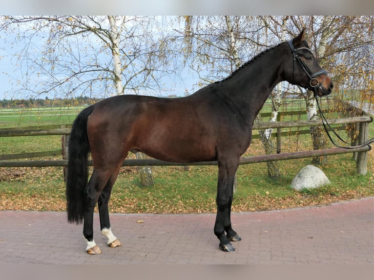 Westphalien Hongre 5 Ans 173 cm Bai brun in Wedemark