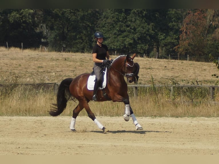 Westphalien Hongre 5 Ans 173 cm Bai in Iserlohn