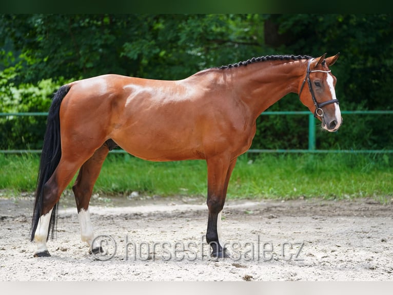 Westphalien Hongre 5 Ans 173 cm Bai in Ceske Budejovice