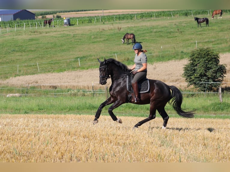 Westphalien Hongre 5 Ans 173 cm Noir in Hofgeismar