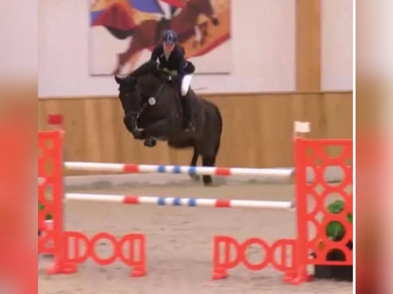 Westphalien Hongre 5 Ans 174 cm Alezan in Nordkirchen