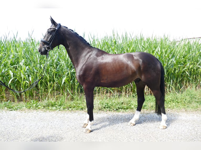 Westphalien Hongre 5 Ans 174 cm Bai brun in Neusäß