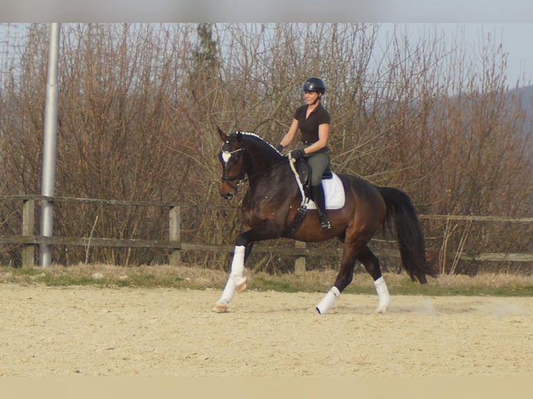 Westphalien Hongre 5 Ans 174 cm Bai brun foncé in Iserlohn