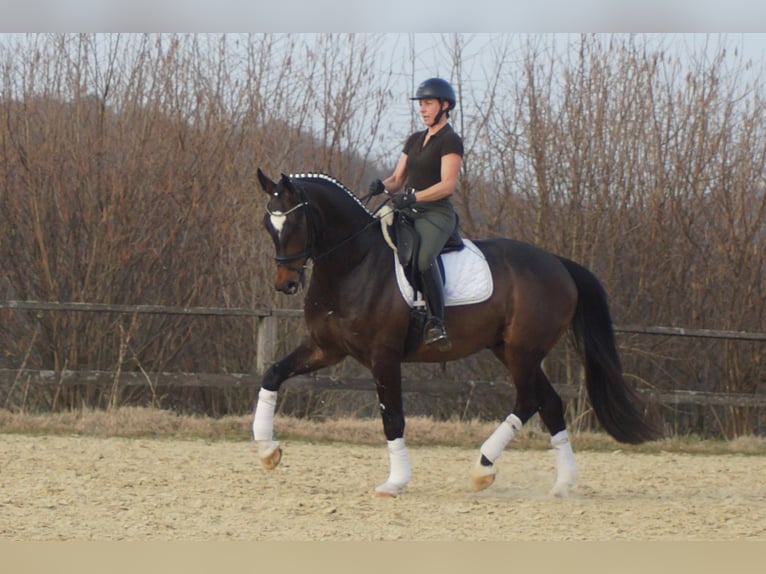 Westphalien Hongre 5 Ans 174 cm Bai brun foncé in Iserlohn