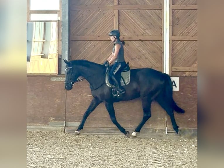 Westphalien Hongre 5 Ans 174 cm Noir in Euskirchen