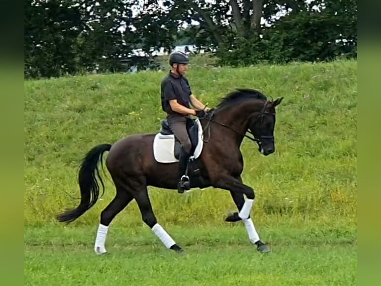 Westphalien Hongre 5 Ans 174 cm Noir in Neuss