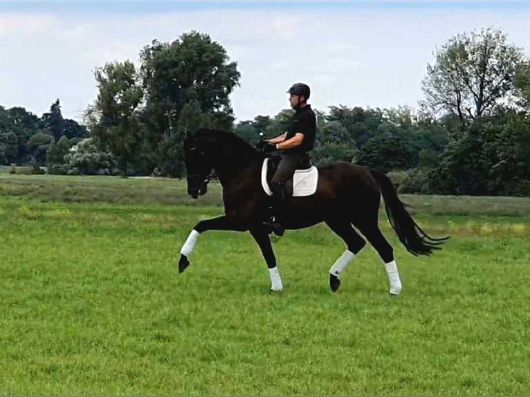 Westphalien Hongre 5 Ans 174 cm Noir in Neuss