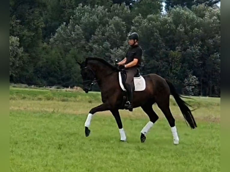 Westphalien Hongre 5 Ans 174 cm Noir in Neuss