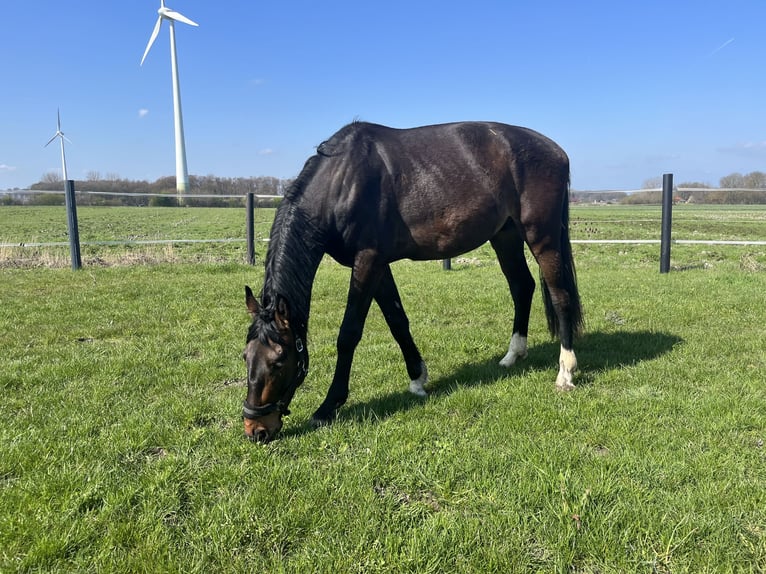 Westphalien Hongre 5 Ans 175 cm Bai brun in Rosendahl