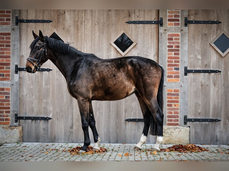 Westphalien Hongre 5 Ans 175 cm Bai brun in Rosendahl