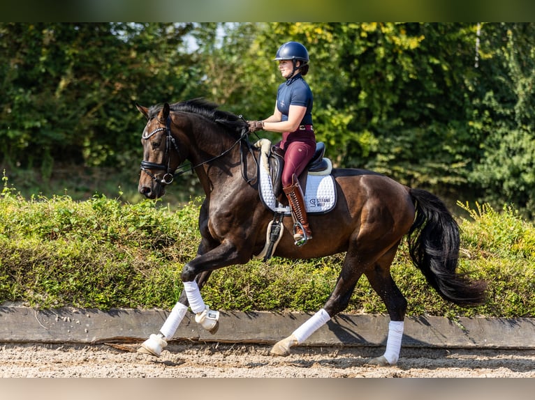 Westphalien Hongre 5 Ans 175 cm Bai brun in Rosendahl