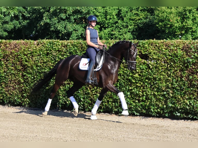 Westphalien Hongre 5 Ans 175 cm Bai brun foncé in Nottuln