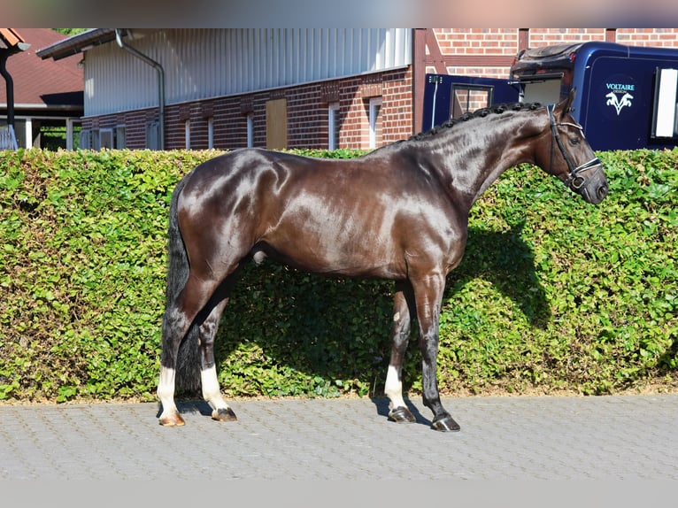 Westphalien Hongre 5 Ans 175 cm Bai brun foncé in Nottuln