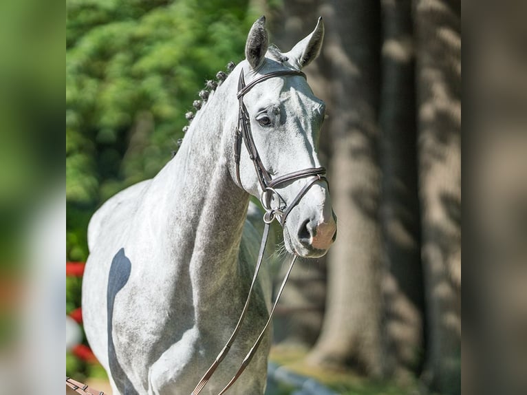 Westphalien Hongre 5 Ans 175 cm Gris in M&#xFC;nster