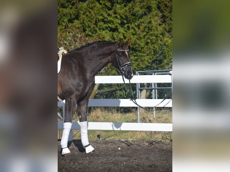 Westphalien Hongre 5 Ans 177 cm Alezan brûlé in Dätgen