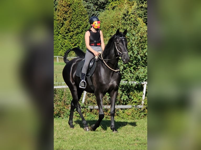 Westphalien Hongre 5 Ans 178 cm Noir in Leopoldshöhe