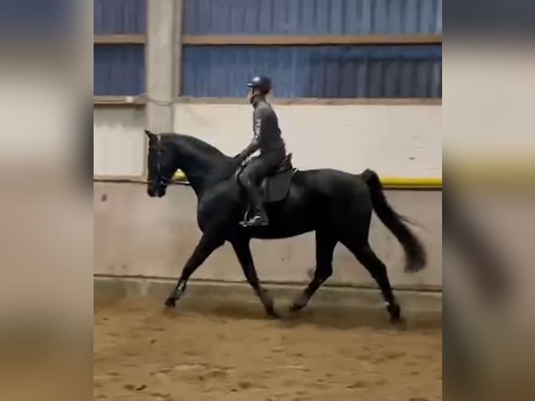Westphalien Hongre 5 Ans 178 cm Noir in Leopoldshöhe