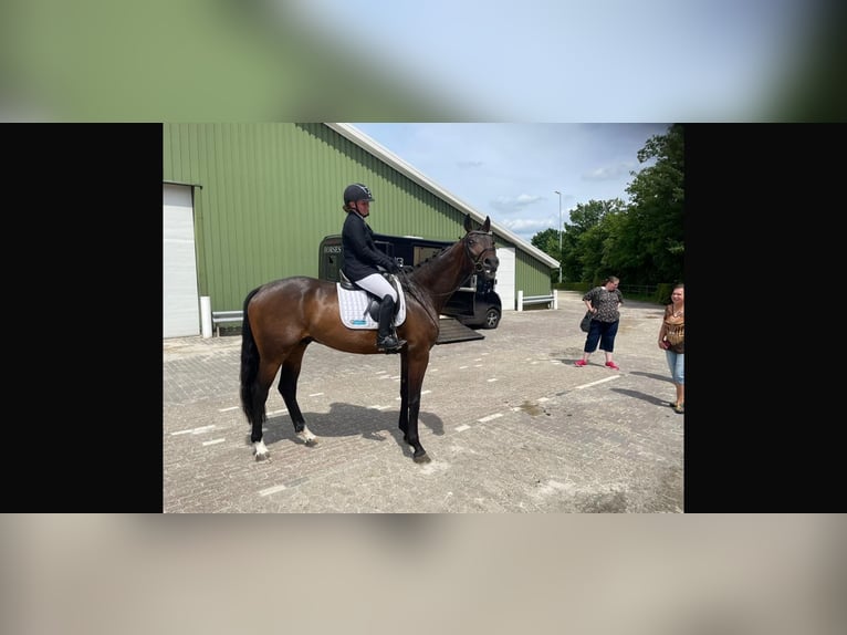 Westphalien Hongre 5 Ans 179 cm Bai brun foncé in NordhornNordhorn