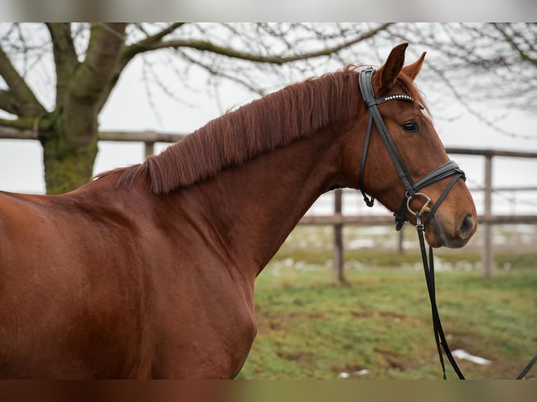 Westphalien Hongre 5 Ans 180 cm Alezan in Apelern