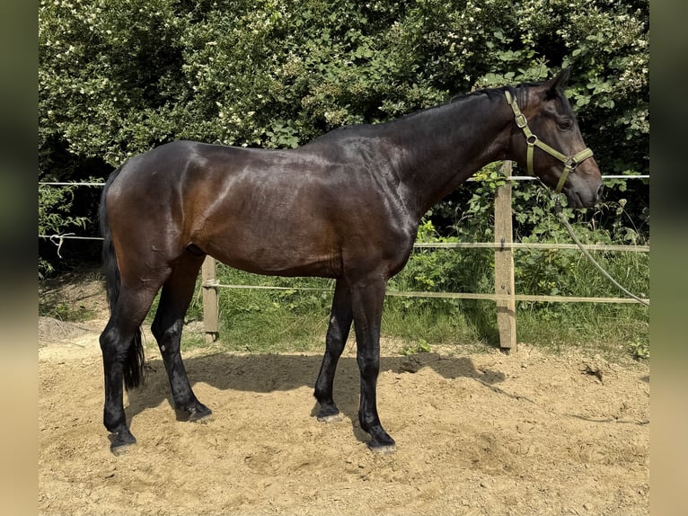 Westphalien Hongre 5 Ans 180 cm Bai brun in Oberhausen