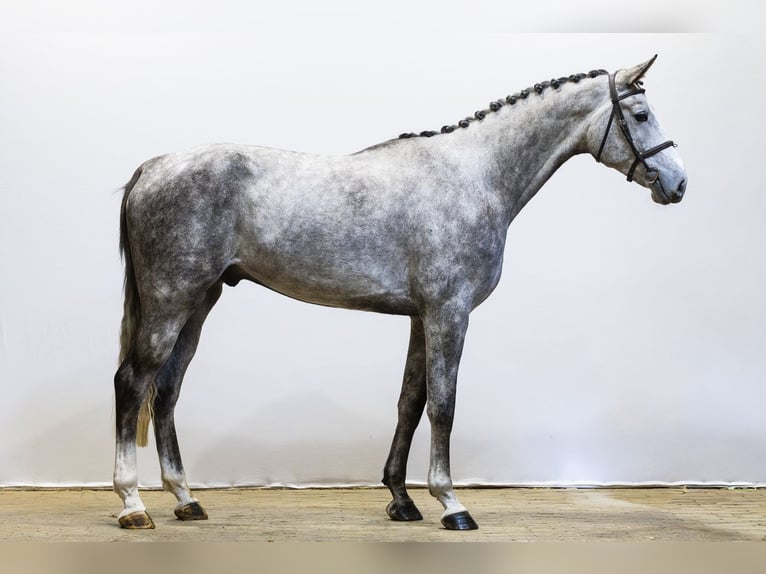 Westphalien Hongre 5 Ans 180 cm  in Waddinxveen