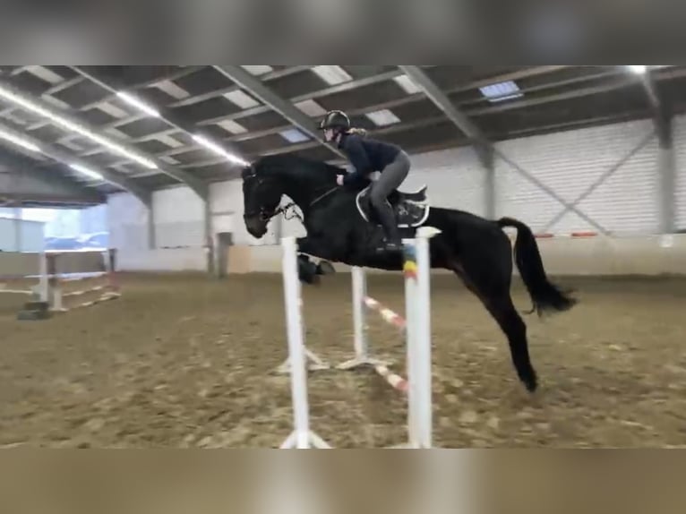 Westphalien Hongre 5 Ans 182 cm Bai brun foncé in Windhagen