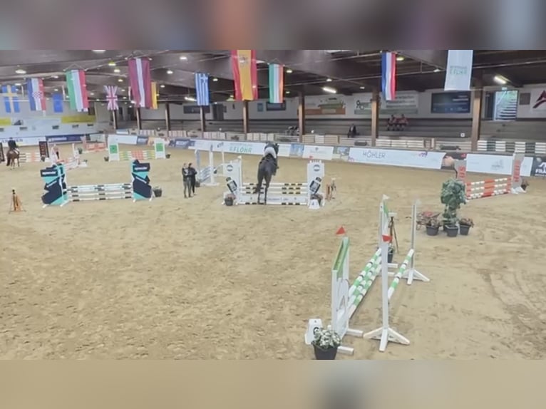 Westphalien Hongre 5 Ans 182 cm Bai brun foncé in Windhagen