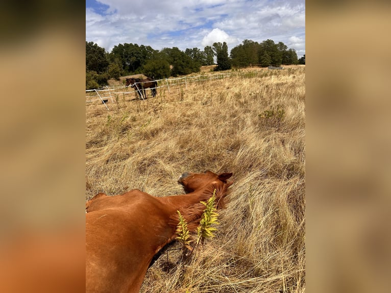 Westphalien Hongre 5 Ans 183 cm Alezan in Leipzig