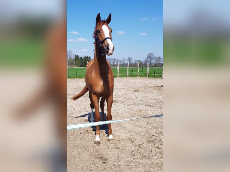 Westphalien Hongre 5 Ans 183 cm Alezan in Leipzig