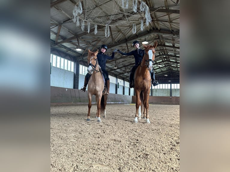 Westphalien Hongre 5 Ans 183 cm Alezan in Leipzig