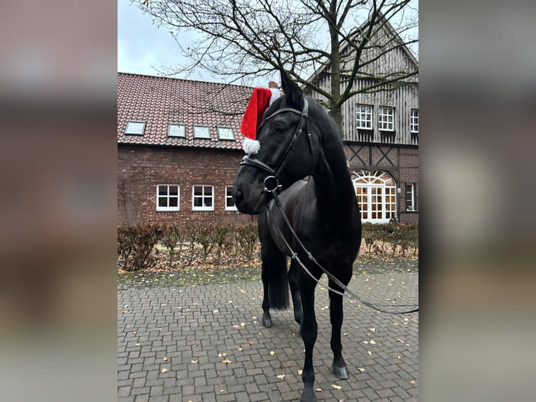 Westphalien Hongre 5 Ans 183 cm Noir in Haltern am See