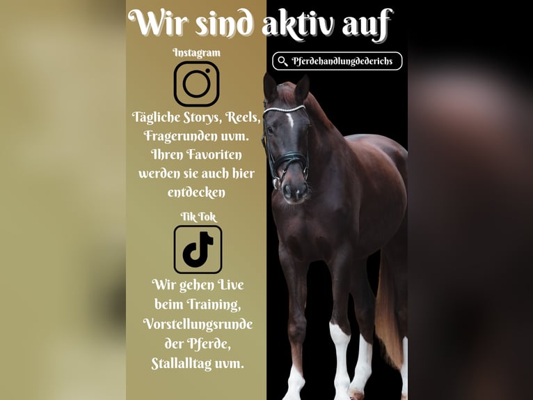 Westphalien Hongre 5 Ans 185 cm Alezan brûlé in Nettersheim