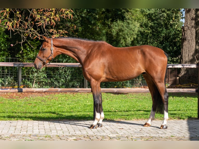 Westphalien Hongre 5 Ans Bai in GROTE-BROGEL