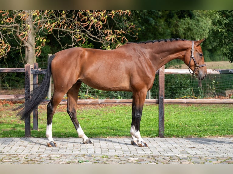 Westphalien Hongre 5 Ans Bai in GROTE-BROGEL