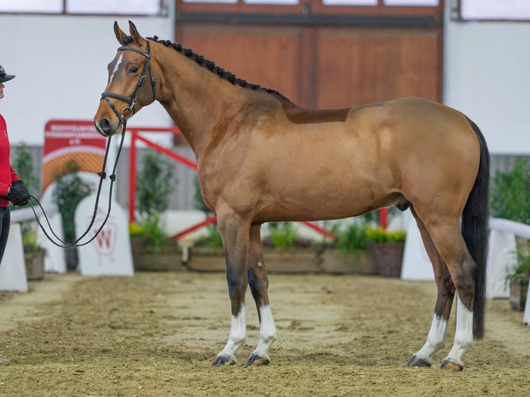 Westphalien Hongre 5 Ans Bai in Münster-Handorf