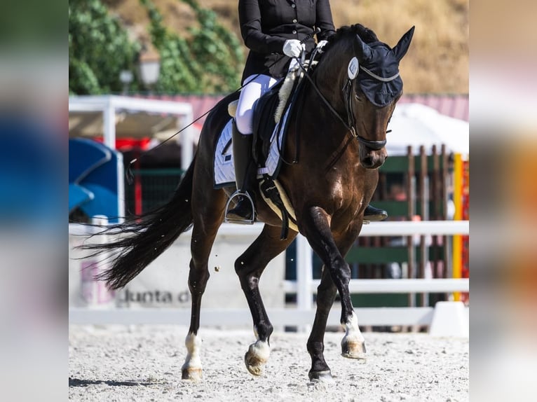 Westphalien Hongre 6 Ans 147 cm Bai brun in Ciempozuelos